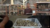 BUMDES Sugih Mulya Ternak Seribu Burung Puyuh, Panen 800 Butir Telur Perhari